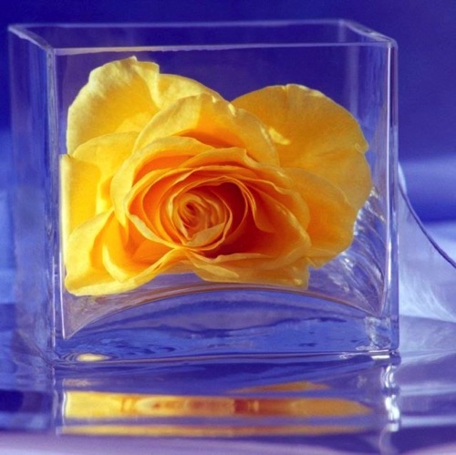 yellow rose FP.jpg